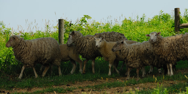 Lambs at Jamison Farm