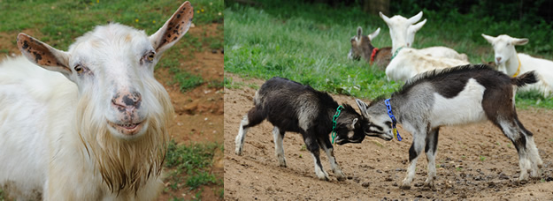 Goats at Spinning Spider Creamery